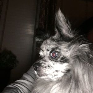 Meet your Posher, Annette